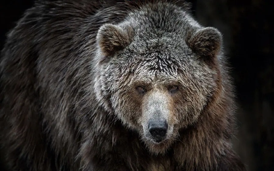 The highest quality wallpaper Grizzly Bear for Profile and Background