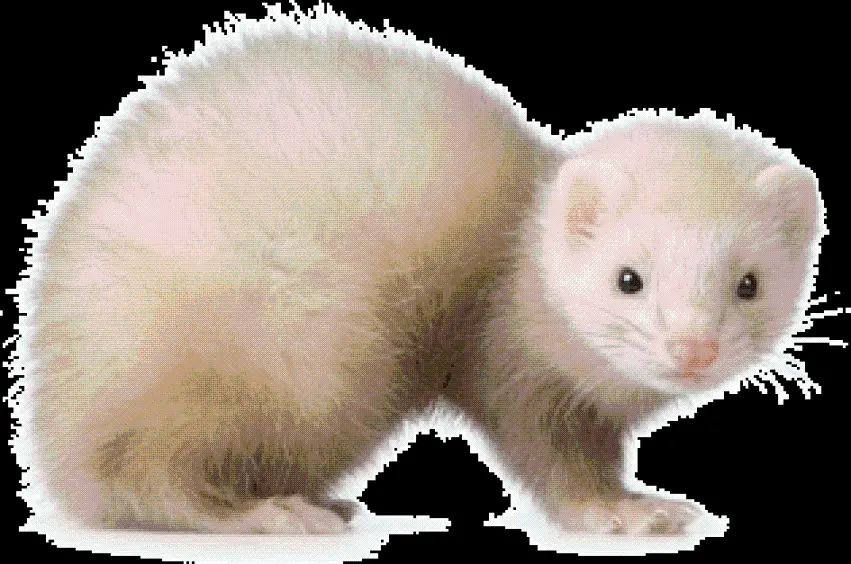 Download real otter stock image without PNG background
