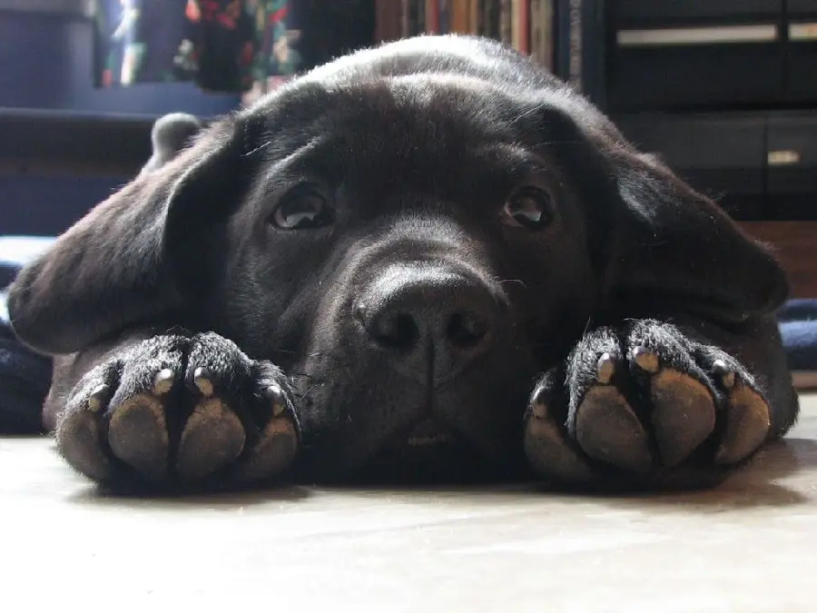 Black Labrador Retriever Background with High Definition for Laptop