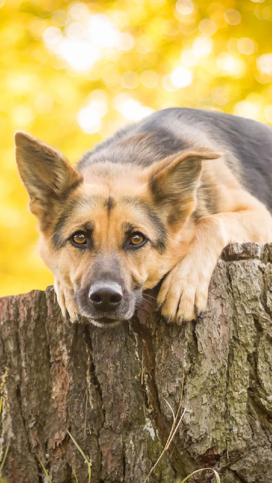 Beautiful iPhone background of the German Shepherd, the most famous police dog breed