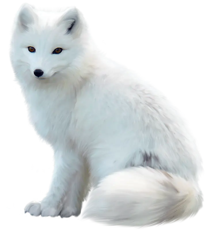 Very beautiful image of real white arctic fox PNG