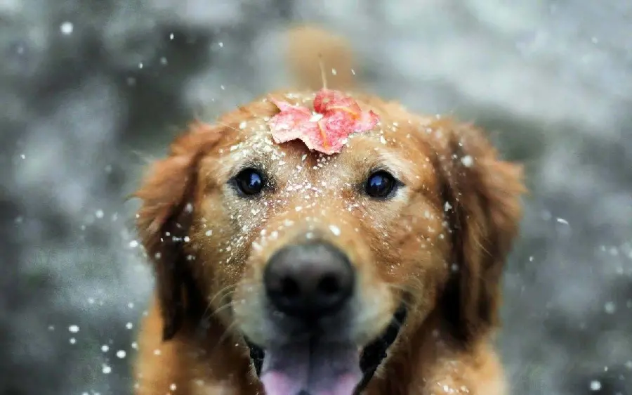 Cool Dog Wallpaper in High Quality 4K