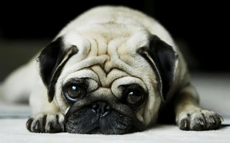 Unique sleepy pug dog wallpaper HD