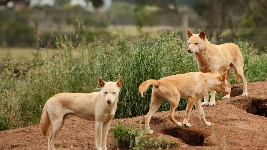 Background photo of a Dingo or Australian Wild Dog FULL HD