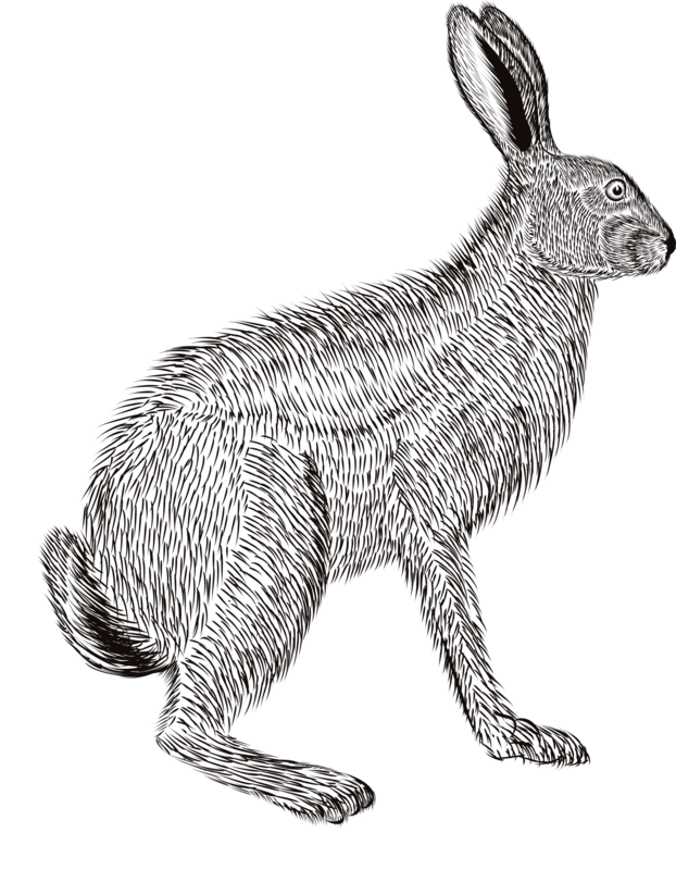 Real Rabbits PNG Wallpaper Without Background