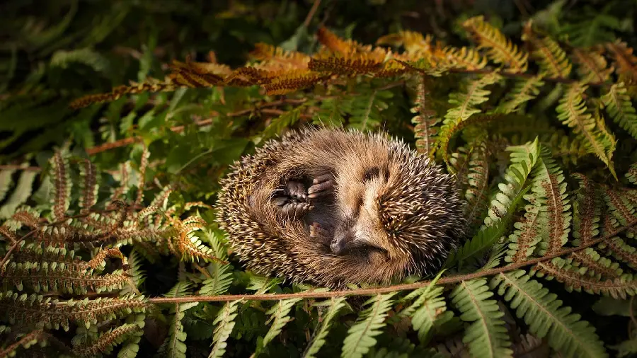 Stock image of a baby hedgehog sleeping among the green leaves of the forest