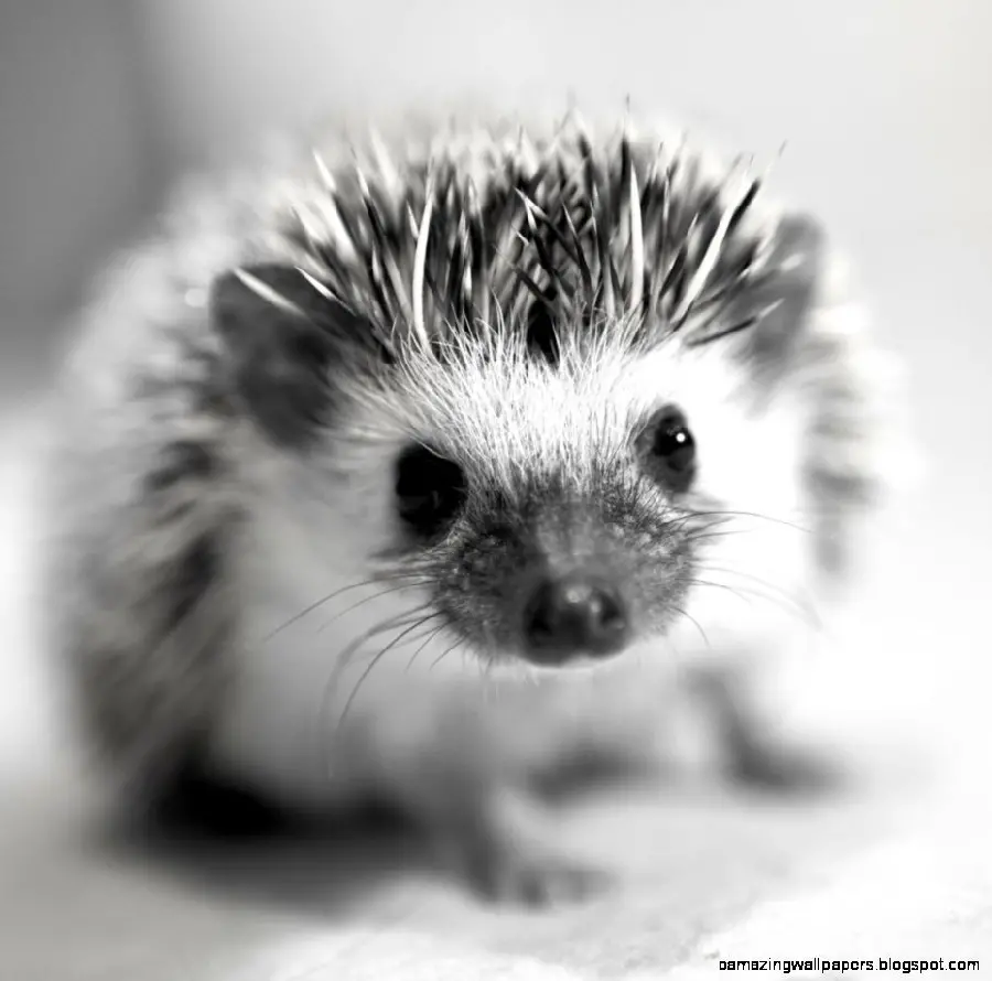 Black and white background of a cute baby hedgehog for tablets