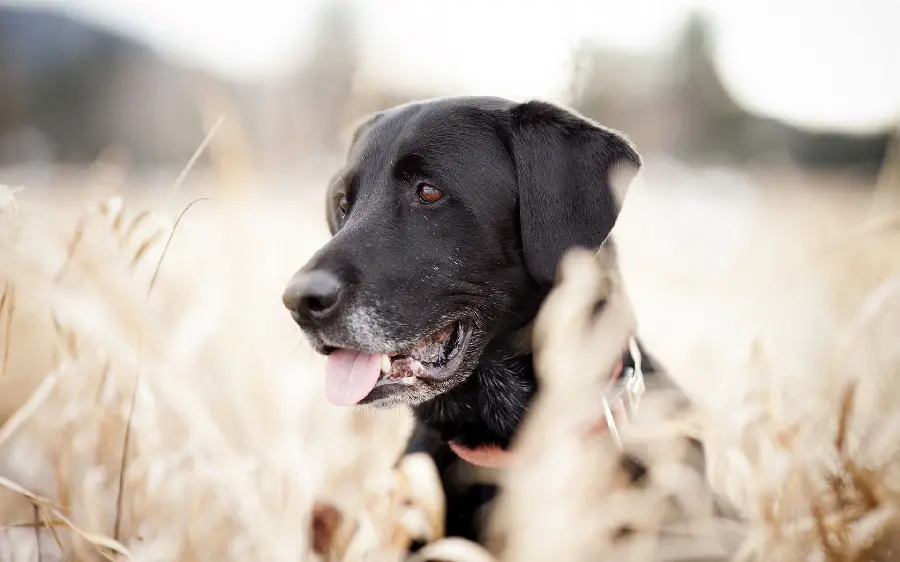 High quality photo of black Labrador Retriever in the meadow