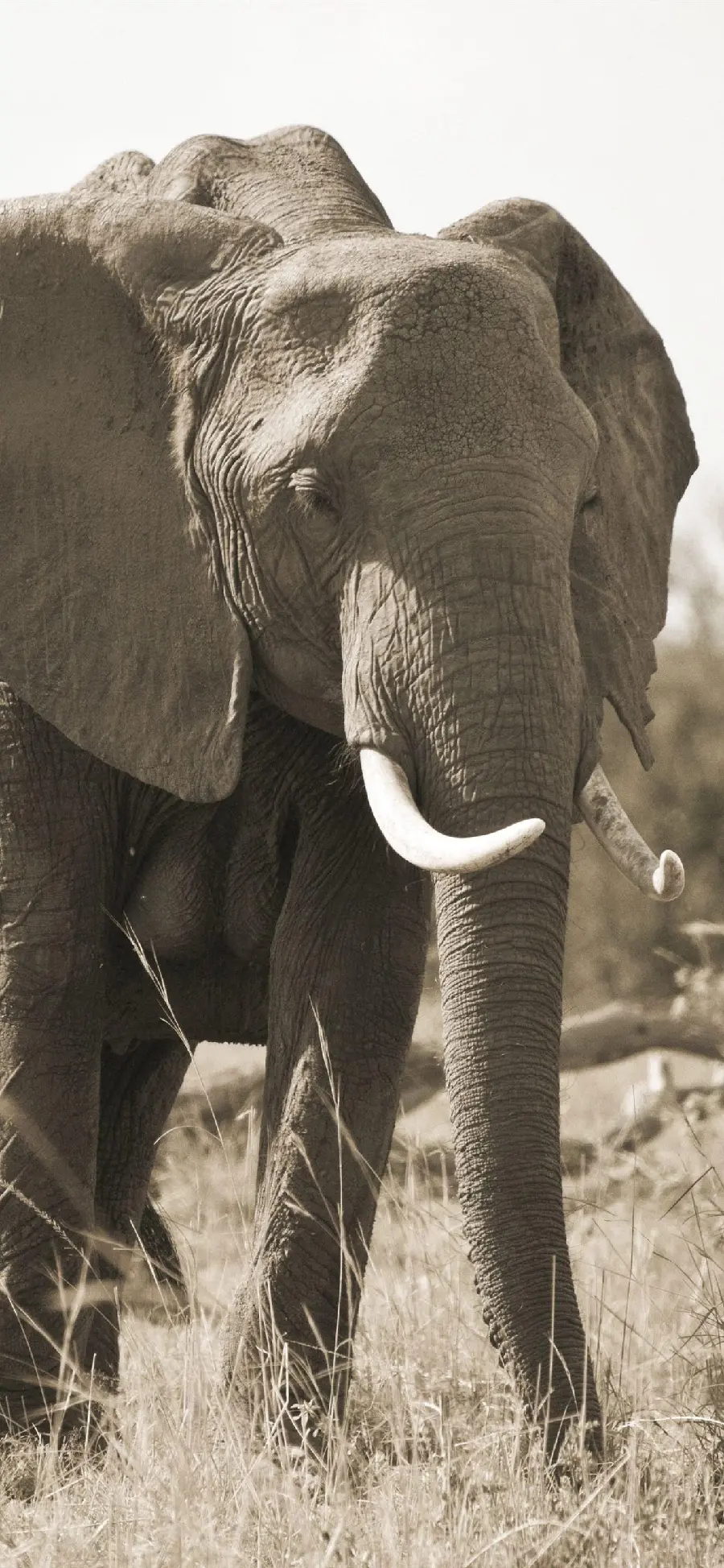 High-quality photo of an elephant walking in the grasslands while migrating