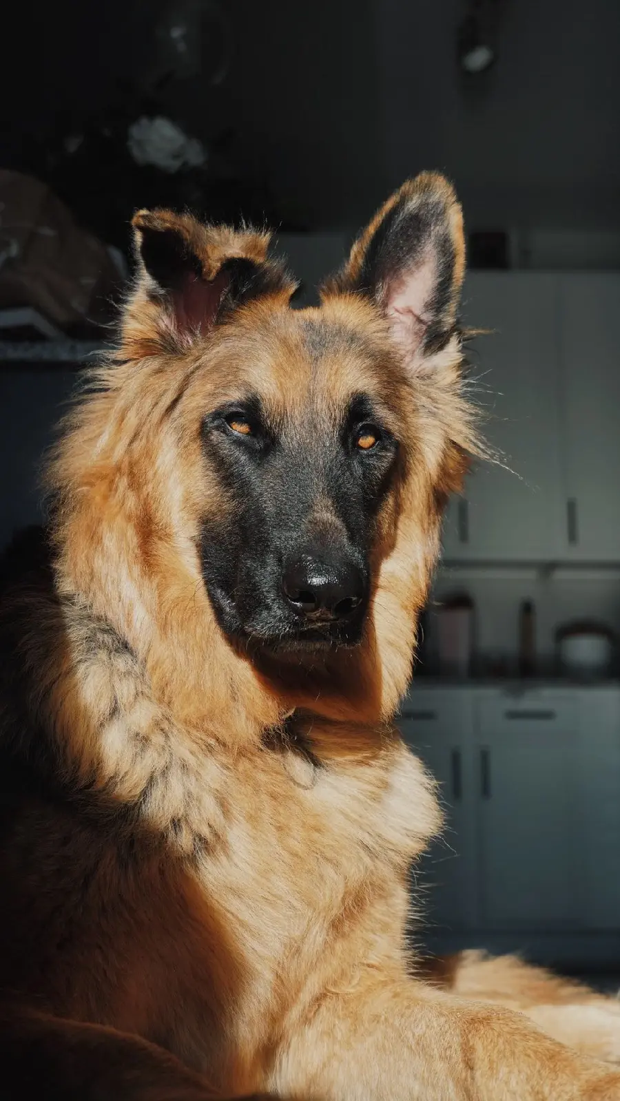 The most attractive photos taken Of the lovely German Shepherd dog breed for iPhone 