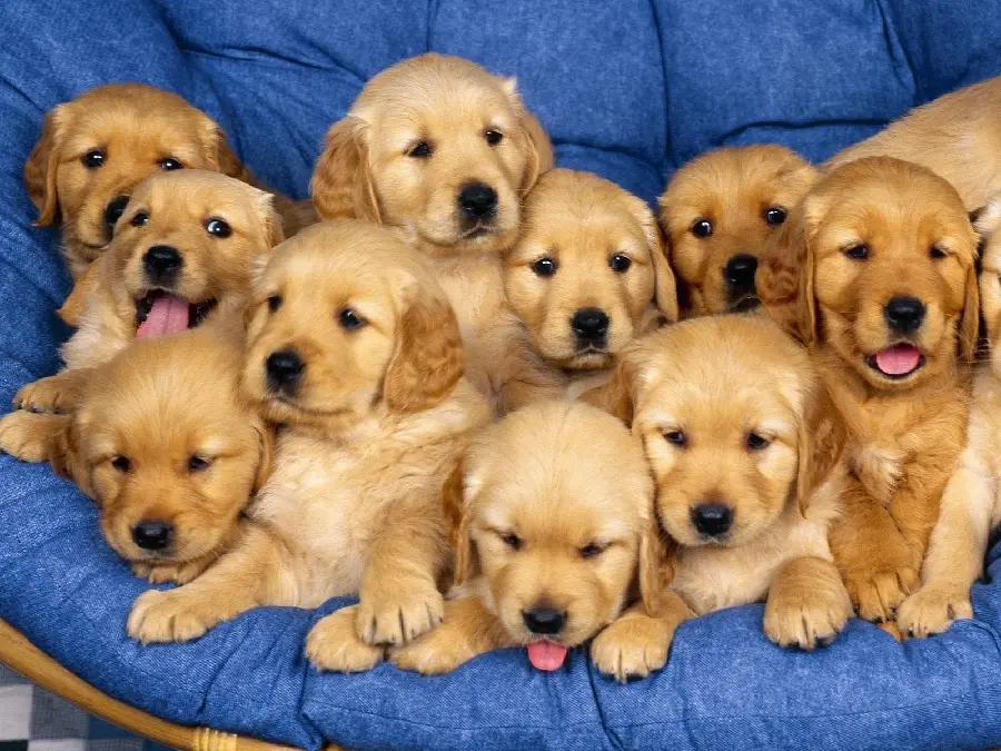 Stock image of cute baby dogs for printing in a pet shop