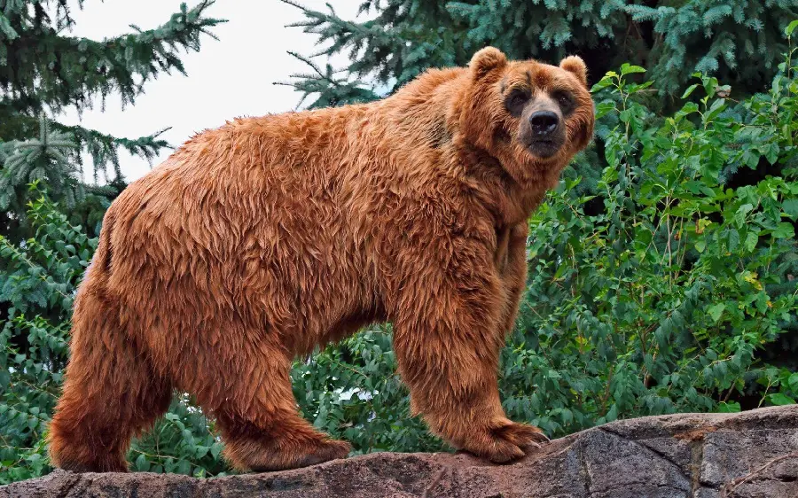 Stock image of a scary and big grizzly bear HD