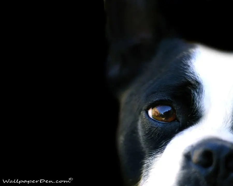 Amazing picture of a black and white American Boston Terrier