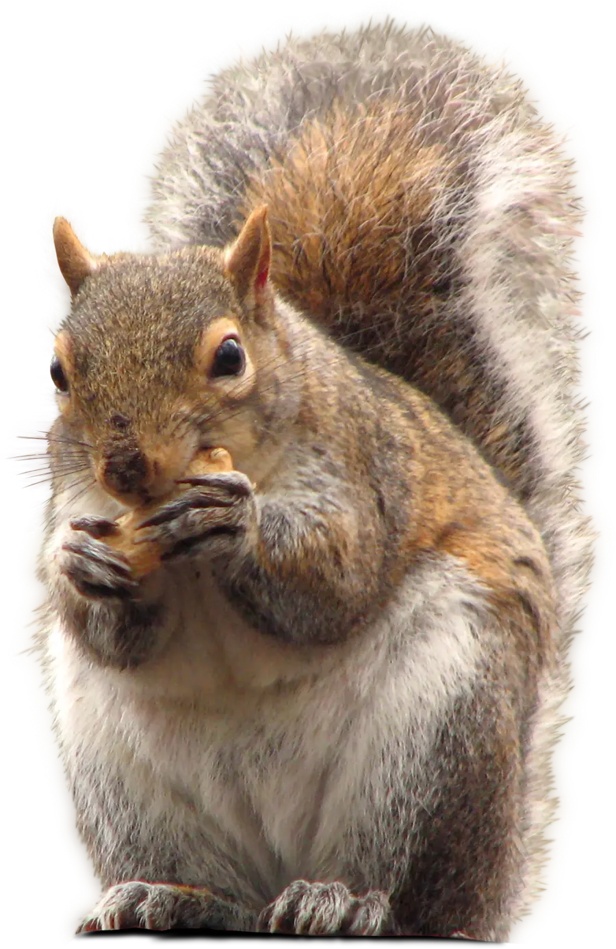 Download the image of a cute squirrel eating an acorn