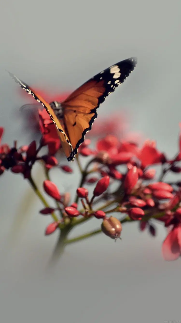 Real cute butterfly image with a background for iPhone