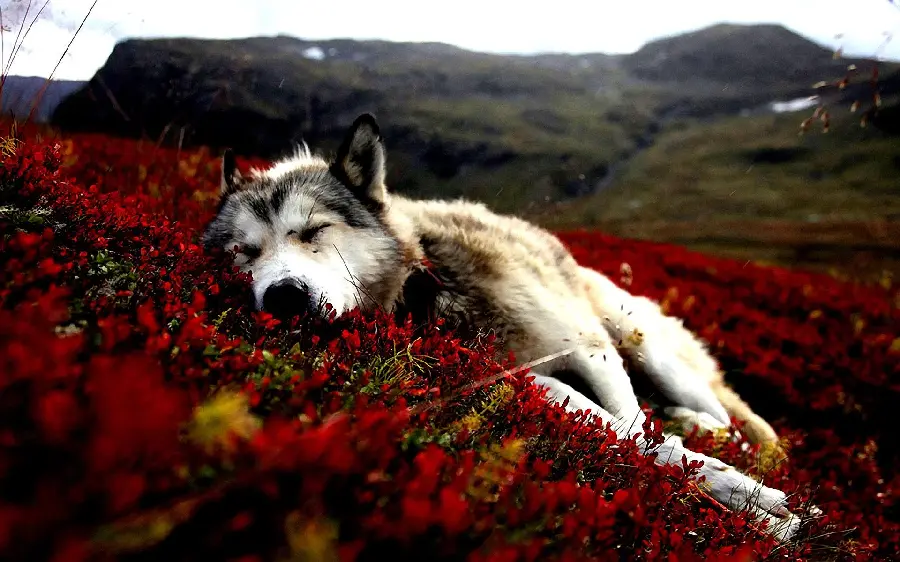A spectacular image of a husky lying on red flowers
