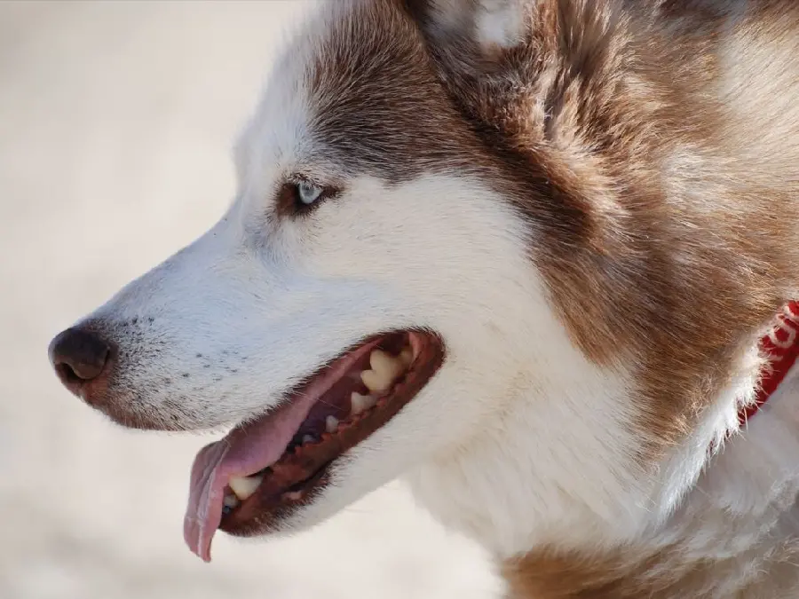 Download high quality profile photo of red husky