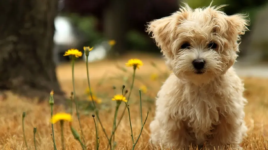 Cool wallpaper of a Morkie dog suitable for desktop background 