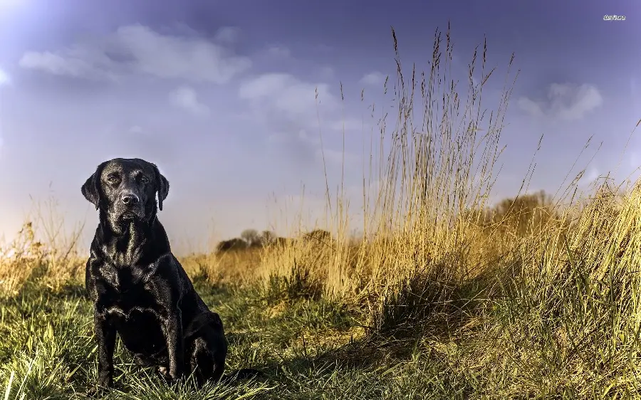 Attractive and high-quality background of a black Labrador Retriever dog