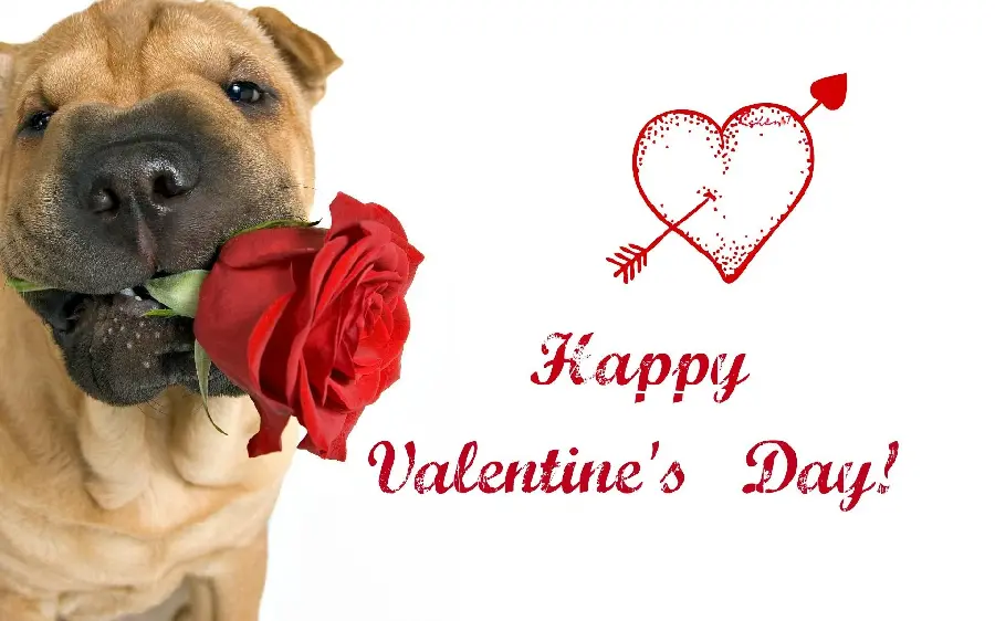 Valentine Dog Profile Picture for Couple Set