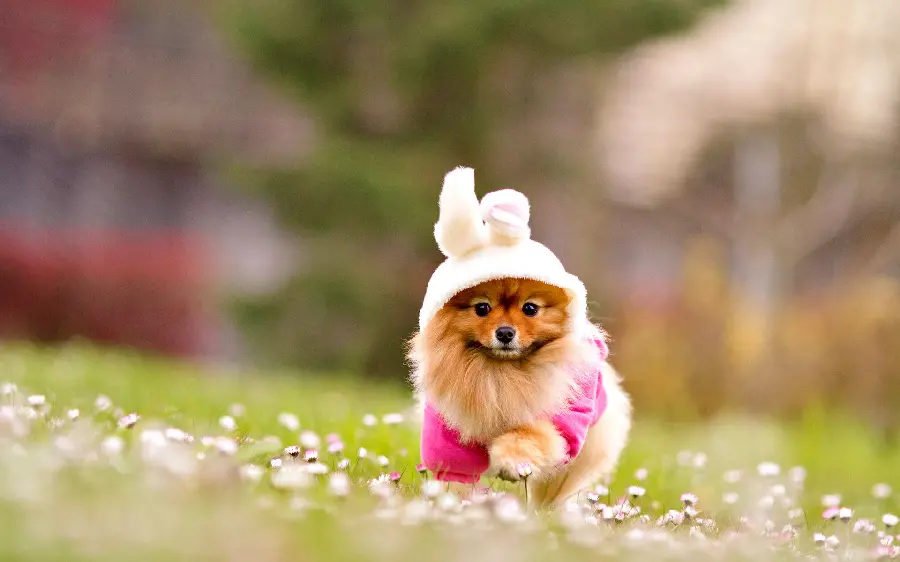Cute and domestic puppy dog ​​wallpaper in 4K resolution