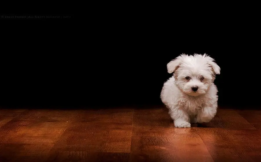 Cute and popular Maltese puppy with high quality 