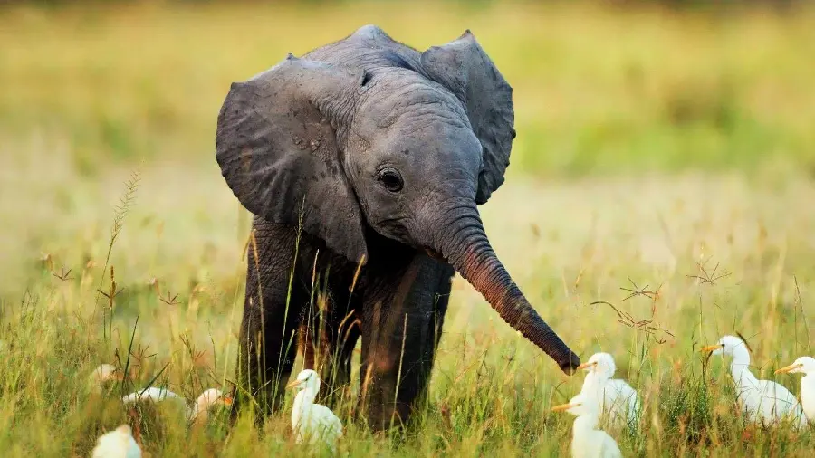 A baby African elephant picture next to flowers and grass