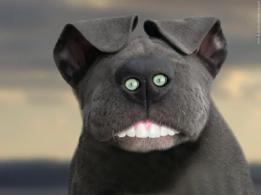 Photoshopped and edited image with a dog design for desktop 