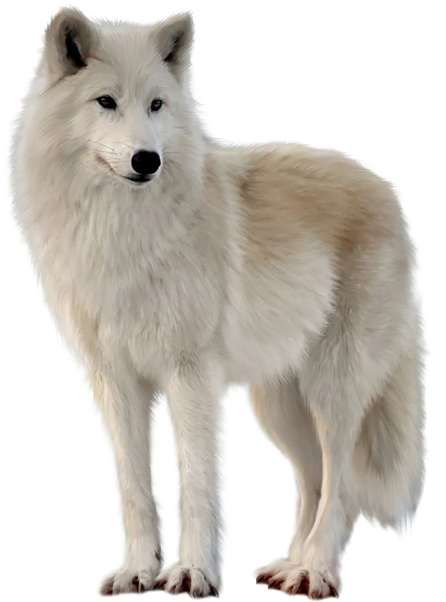 Real White Wolf Background Free Image PNG