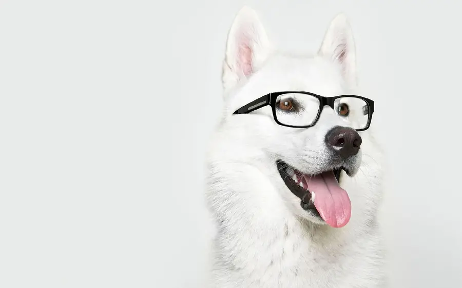 Best quality white German Shepherd image for desktop