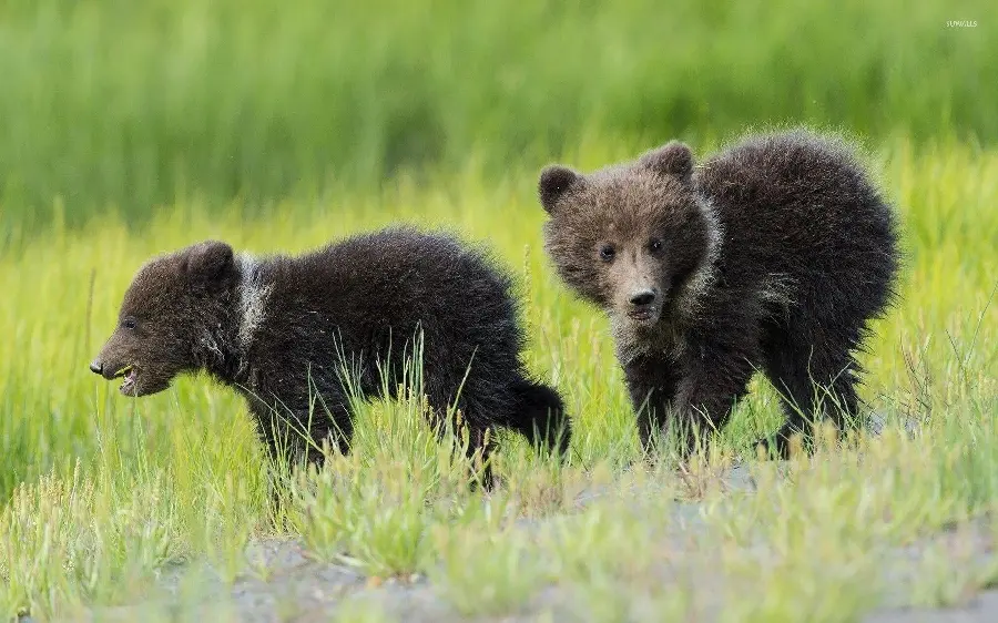 The most beautiful background of bear cubs for printing on chassis board