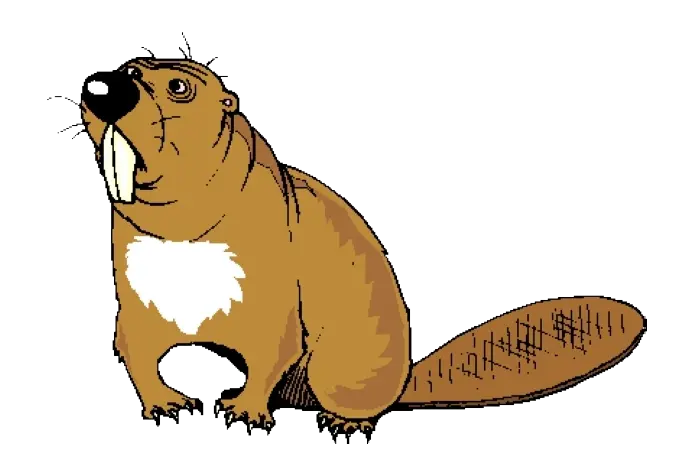 Download transparent background beaver PNG photo from the essence of photo reference