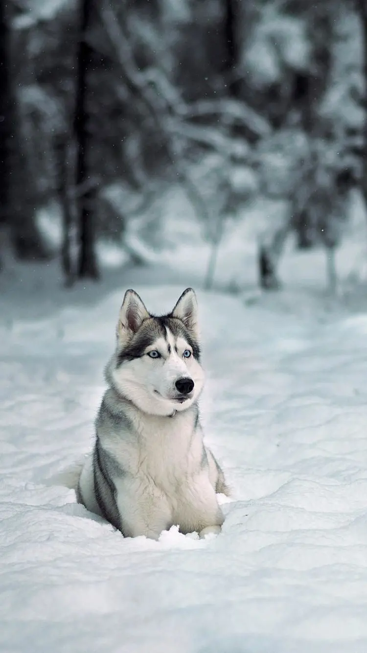 Free Download Husky Wallpaper for iPhone