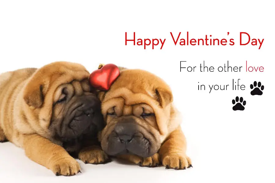 Unique dog wallpaper with English text Happy Valentine's Day