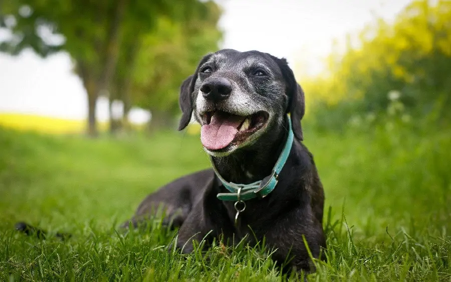 The Most Beautiful Pictures Taken of Black Dogs