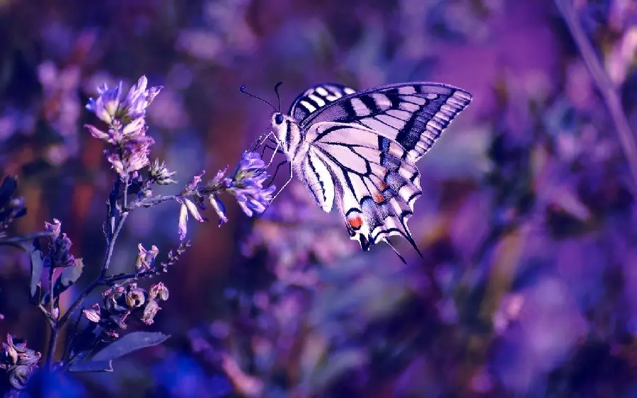 Profile photo of a real purple butterfly for lovers of rusty creatures