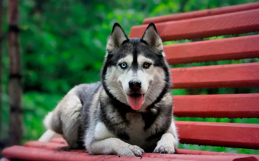 Photo taken of a husky sitting on a red bench