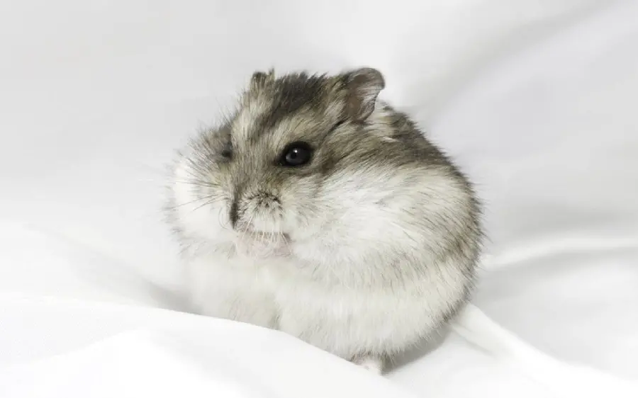 Simple photo of a hamster