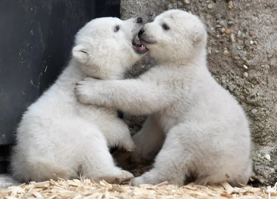 Background image of baby polar bears playing with easy download 