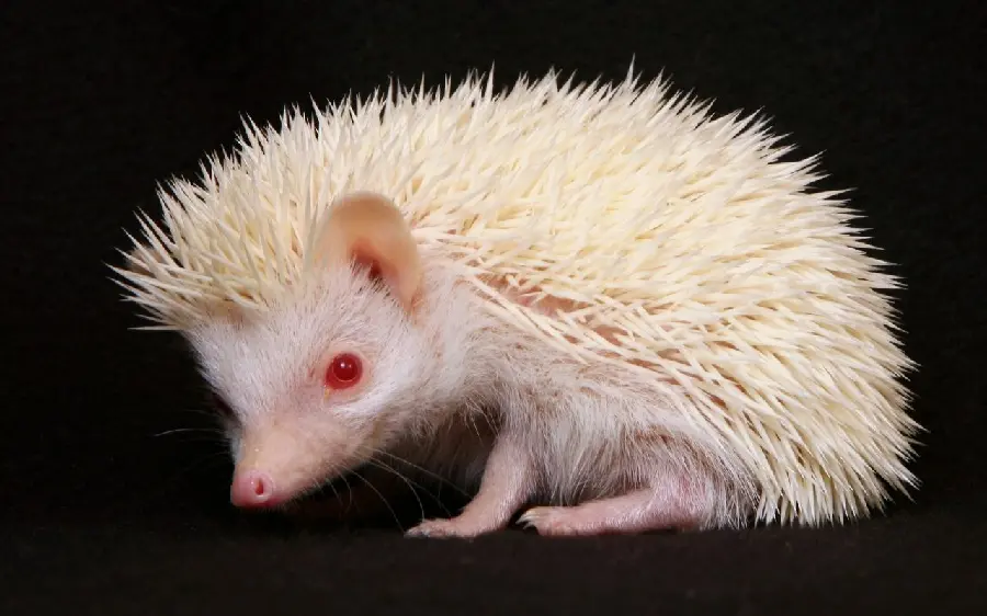 Wallpaper of a baby hedgehog with red eyes on a black background