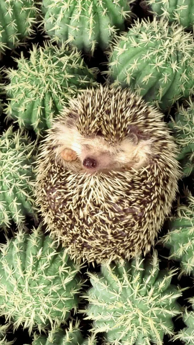 Wallpaper of a baby hedgehog for iPhone and Samsung backgrounds