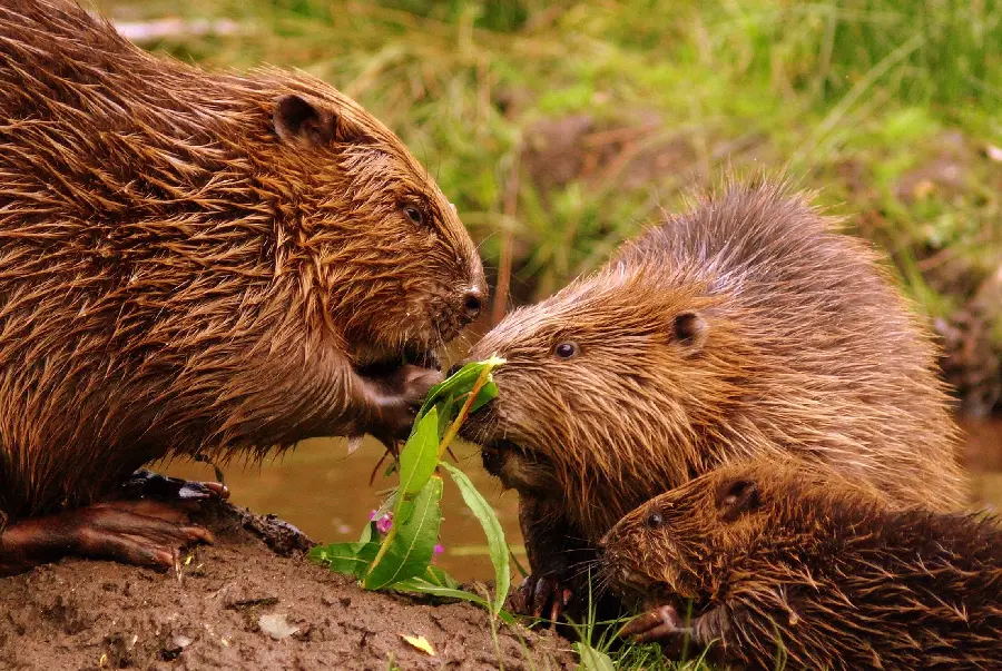 Romantic profile image of a real beaver couple