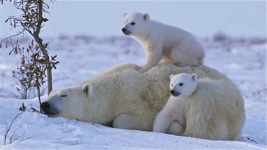 Free download Polar Bear Cub Photo with Their Mother for Desktop Background 