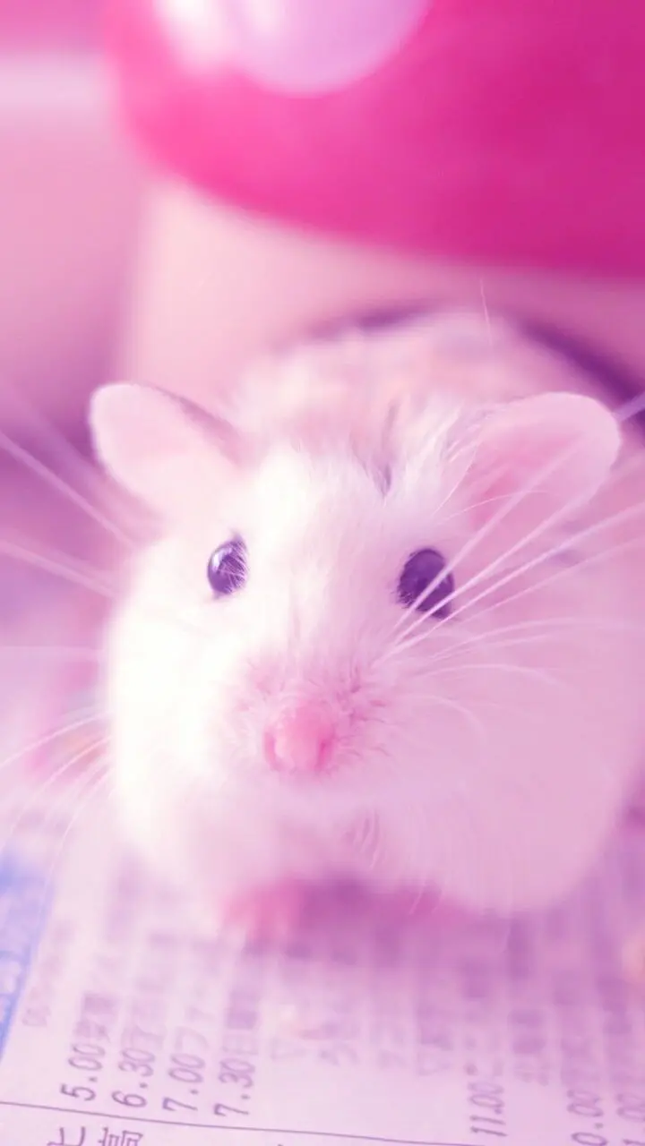 Picture of white hamster in a pink world