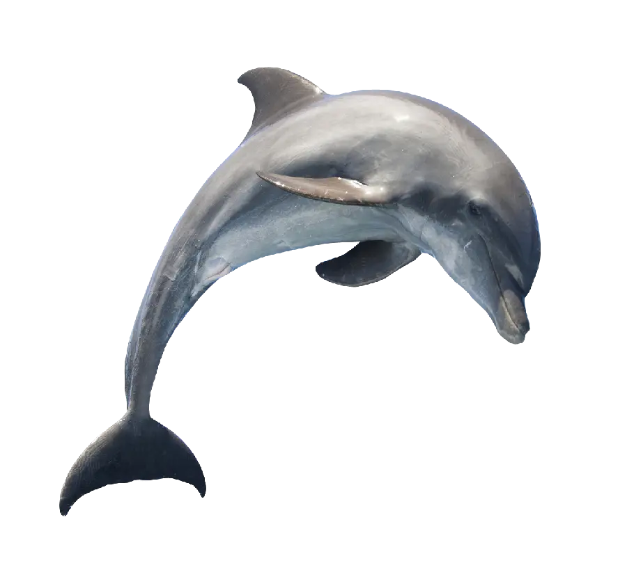 Download dolphin images for banner creation