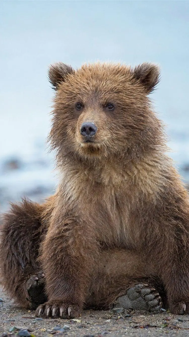 Photo of a cub Googly Bear and Cute Brown for Profile 