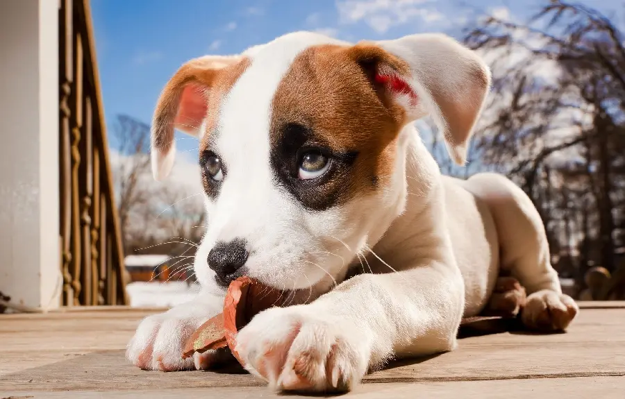 Free download of a jack russell terrier puppy background photo with direct link