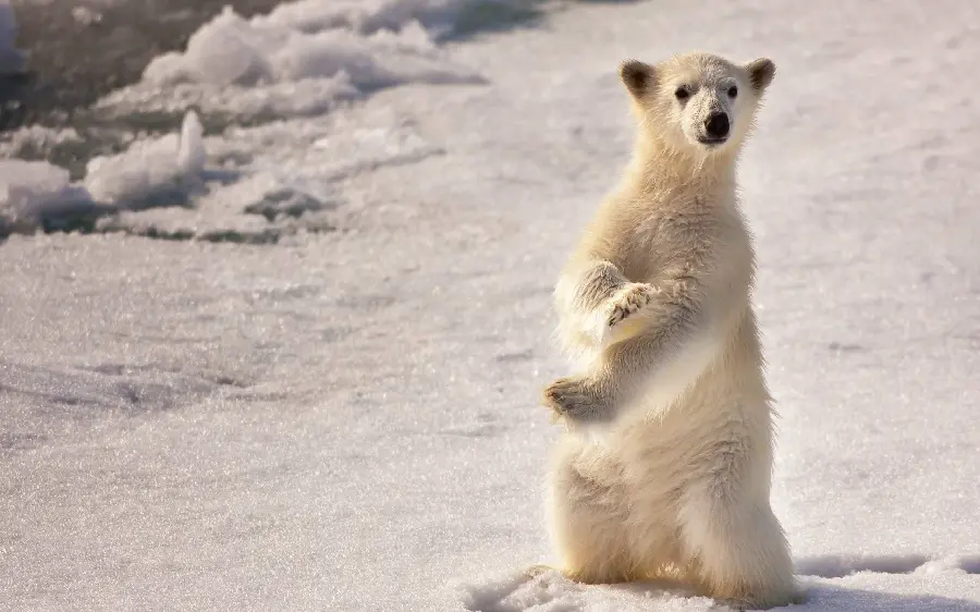 Attractive background of a baby polar bear for profile and wallpaper