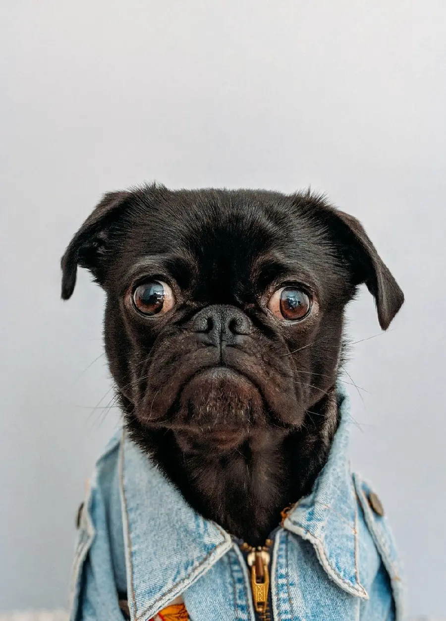 Funny Pug Dog Wallpaper for iPhone