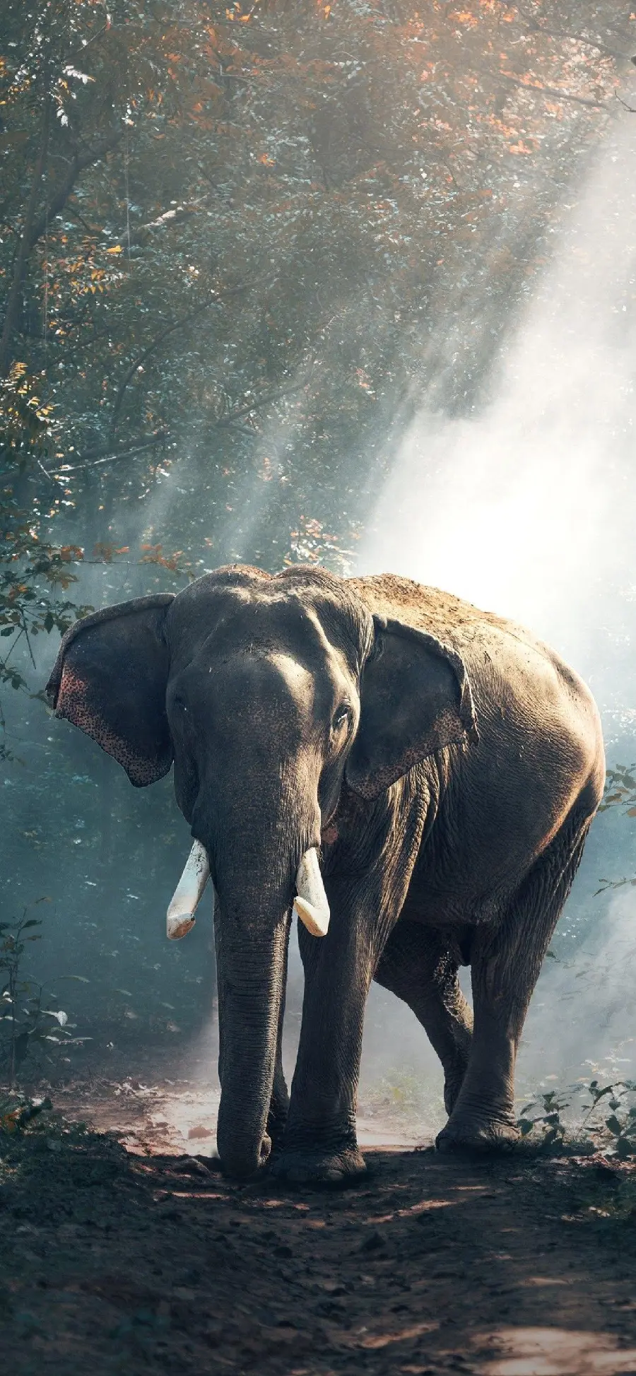 Image from the movie Giant in the Rain for wallpaper and mobile backgrounds